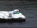 Otok Brac, Konopjikova, Susna Zikva na Skoju Otok Brac, Konopjikova, Susna Zikva na Skoju