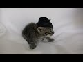 Watch 'A mamá gato no le gustan los sombreros'