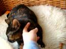 TAMARA. En Adopci�n. (www.arcadenoe.org)