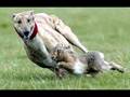 Queen, dont stop me now, mix coursing longdogs