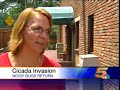 Get Rich with Cicadas?