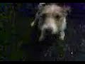 Jean (der Hund) Teil 2