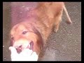 A.D.L.A RIFUGIO LA FENICE-LEONE ..IL CANE CHE DOVEVA MORIRE......ED INVECE!!!!