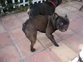 French Bulldog mayhem