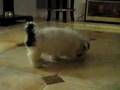 Shih Tzu video