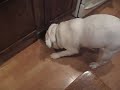 Bluto playing with a pot