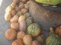 Frutas del Caney del Trio Matamoros
