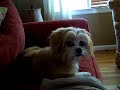 skateboard-puppy-peekapoo-skateboarding-dog.html