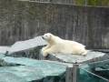 videos de Eisbärin Corinna spielt / Polar Bear Corinna