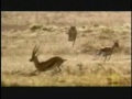 video clips of cheetah