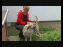 Knuffel Gucci zoekt een baasje (geplaatst)