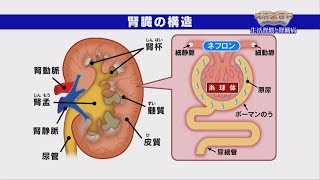 第68回生活習慣と腎臓病