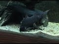 Australian Tropical Aquarium (15cm pleco)
