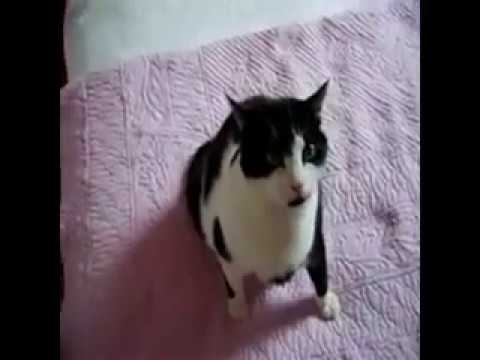 chat - Voici une vidéo de l'oscar du meilleur chat de l'anneé.On va vous présentez 10 chats a vous de choisir votre préféré!A la fin de la vidéo ,on a le grand gagn...