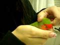 videos de Lovebird | Lychee being snuggly