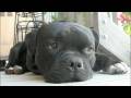 videos de Good Advice for Dogs