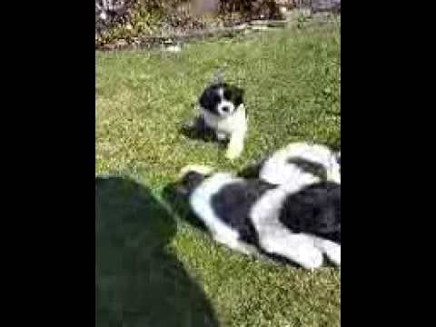 Puppy having fun vidoe