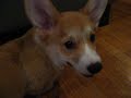 faulks the corgi vs the dish faulks the corgi vs the dish