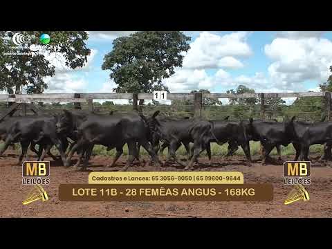 543� LEIL�O VIRTUAL MB LEIL�ES