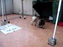 bubu第一日