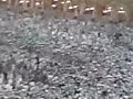 FAJR ATHAN FROM MAKKAHأذان الفجر ,مكة .