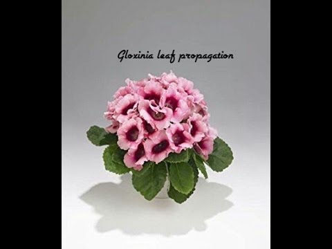 how to care gloxinia