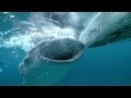 Oslob Whale Sharks HD - Fishermen hand-feeding huge whale sharks
