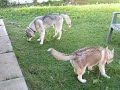 puppies2 puppies2