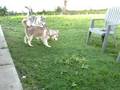 puppies2