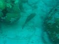 Florida Keys Red Grouper watching me catch lobster Florida Keys Red Grouper watching me catch lobster