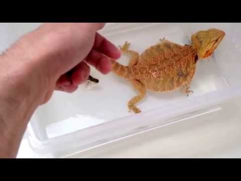 how to cure impaction bearded dragon
