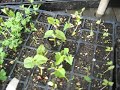 Step Ten Growing your own
