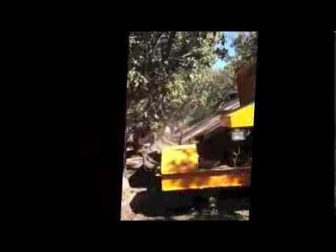 how to harvest pistachios at home