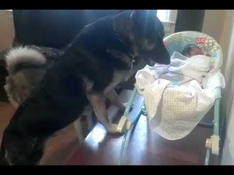 German Shepherd Protecting Newborn Baby!
