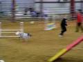 Dixie - AKC Excellent Standard