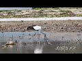 鳴門コウノトリ 2026/10/10 撮影 成長記録 徳島県鳴門市