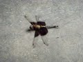 Ant