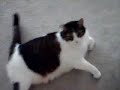 Fatty Willow my cat