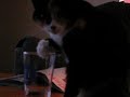 Kitty Drinking