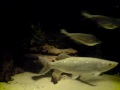 Predator tank (mbu, ray, gold wolf, snakehead and more)