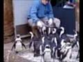 videos de Penguins at Feeding Time