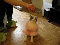 Princess Momo