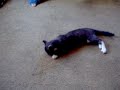Mr Shadows Cat