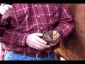 Horseshoe\