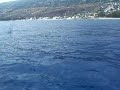 les dauphins