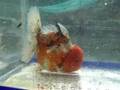 Red Calico Oranda