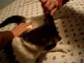 videos de Brushing Jenny