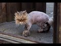 Very Funny Cats Part 1