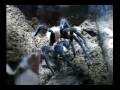 videos de Xenesthis immanis