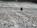 videos de Rottweiler Fetching